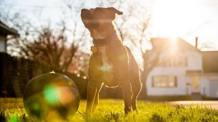 Hombre encuentra un pitbull atado a un árbol y lee la carta que está al lado