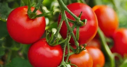 We all make this mistake when preparing tomatoes