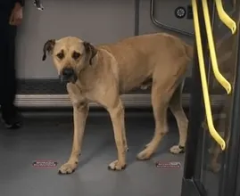 Ce chien a pris le métro tous les jours, jusqu’à ce que quelqu’un lui pose un traqueur et découvre la raison secrète pour laquelle il faisait cela...
