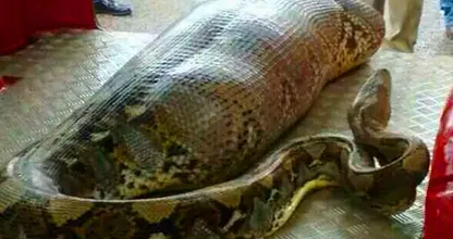 Ces travailleurs ont trouvé un serpent géant - vous ne croirez pas ce qu’ils ont trouvé à l’intérieur !