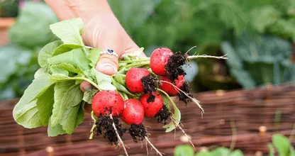 Pflanze, pflege und ernte mit diesen Tipps deine eigenen Radieschen!