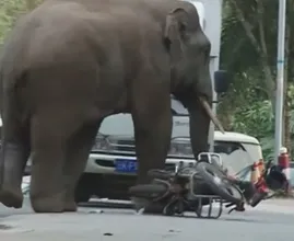8 Stunning Stories Of Animals Who Took Revenge On Humans
