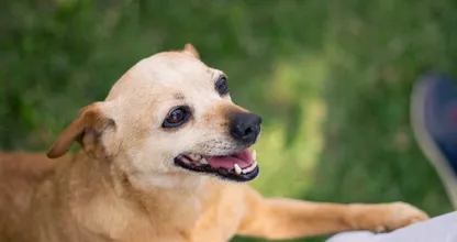Legt je hond zijn poten in je schoot? Dit betekent het