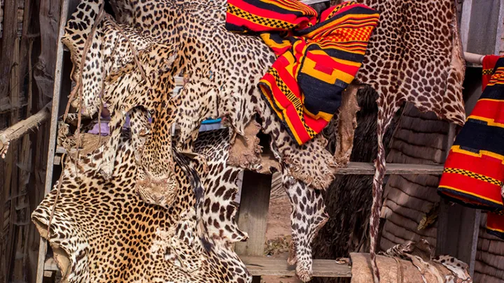 Dieser Schlange wurde in freier Wildbahn gesichtet – Tierarzt nach Untersuchtung schockiert