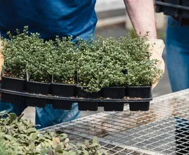 Grootste plantenkweker van het land genoodzaakt deuren te sluiten