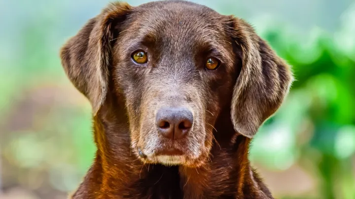 Le chien le plus vieux du monde a 30 ans et vit au Portugal