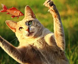 Aha! Dit is de reden waarom katten zo gek zijn op vis