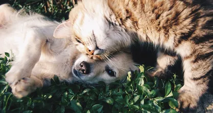 Dít zijn de populairste honden- en kattennamen van 2016