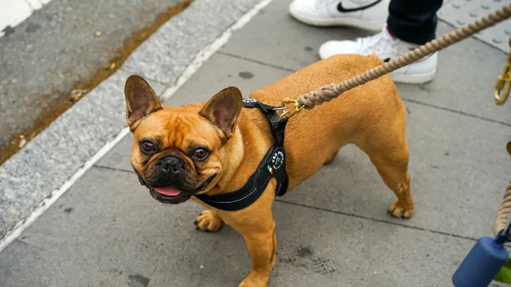 Eerste boete voor fokken bulldog uitgedeeld