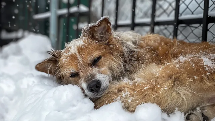 Elderly Man Rescues Dog During Snowstorm and Makes a Heartwarming Discovery