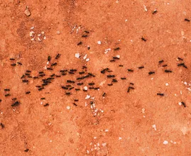 Goede voorbereiding: zo heb jij straks geen last van insecten in huis