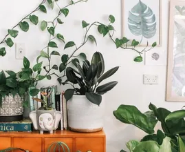 Wait what?! Menstruatiebloed schijnt goed te zijn voor je planten