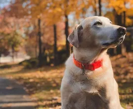 Hartverscheurend: baasje laat hond achter in het bos en rijdt weg