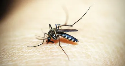 Deine Reaktion auf einen Mückenstich verrät dir viel über deine Gesundheit