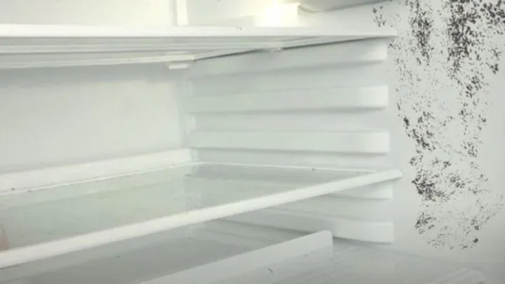 So wirst du Schimmel im Kühlschrank ganz schnell los