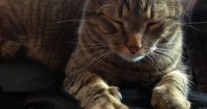 Auf diese Weise probieren Katzen dir etwas mitzuteilen. Nummer 5 kannten wir auch noch nicht!