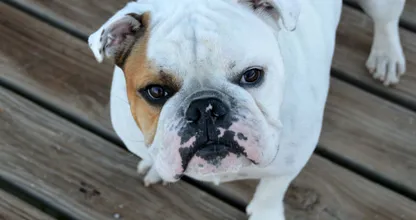 Man wil auto verkopen om de operatie van zijn hond te kunnen bekostigen