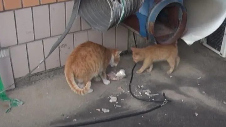 This homeless cat only accepts food from a bag and the reason is touching