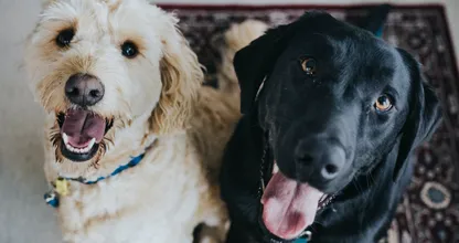Des poils d'animaux partout ? Voici quelques conseils pour vous aider à les nettoyer