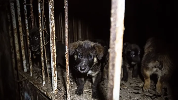 Homem pensou ter encontrado um filhote de cachorro na floresta - quando a veterinária os vê, chama a polícia