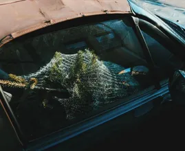 Mag je je kerstboom vervoeren met de achterklep open?