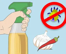 Make Your Own Chemical-Free Bug Spray With These Common Ingredients