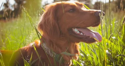 Waarom eten sommige honden toch zo graag gras?