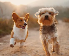 Aha: dit probeert je hond jou te vertellen met zijn staart