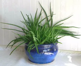 Hole dir mal für 2.50€ eine Aloe Vera Pflanze! Dann kannst du viele unnötige Cremes wegwerfen!