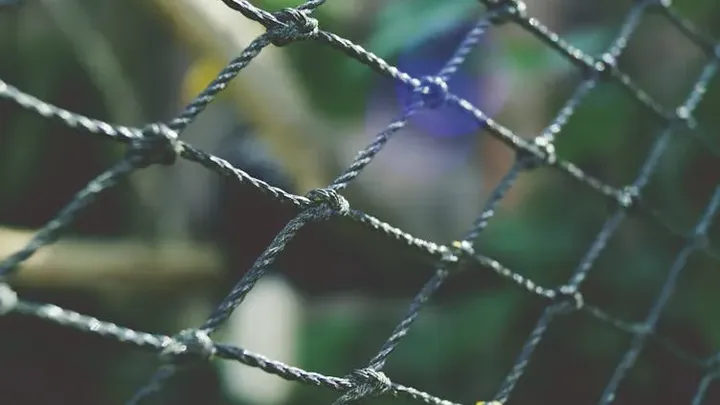 Frau folgt dem Bären in den Wald, nachdem er sich ihr an der Bushaltestelle unerwartet genähert hat
