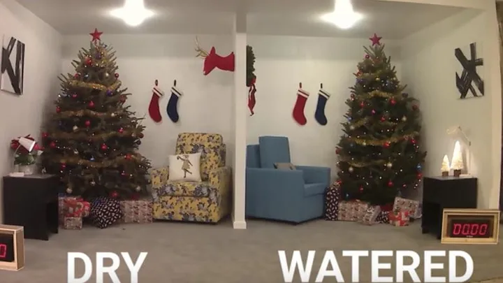 This is why it's vital to always water your Christmas tree