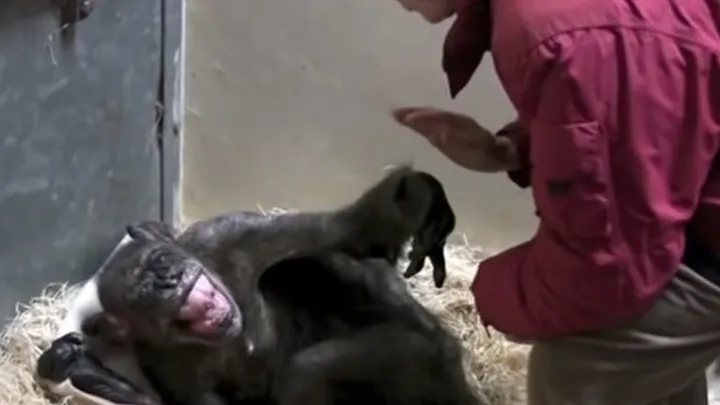  Vídeo conmovedor: Este chimpancé de 59 años se despide de un viejo amigo