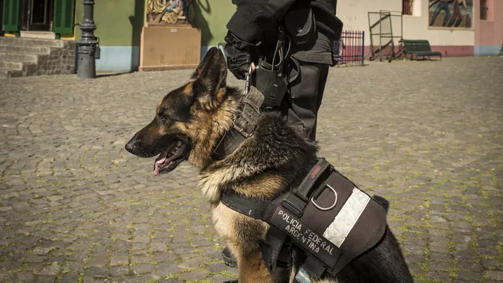 Un chien policier à la retraite fait une découverte intéressante avec l’aide de son propriétaire
