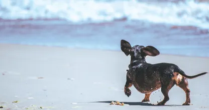 Dagje naar het strand? Houd je hond en kinderen weg bij het zeeschuim