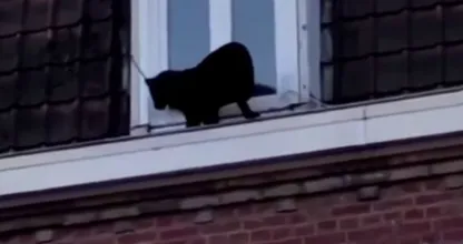 Bizar: panter maakt ommetje over Franse daken