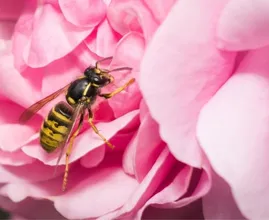 Komen wespen op zoete parfum af of niet? Dit is het antwoord