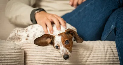 Krap bij kas? 65% van baasjes voedt dan eerder hond dan zichzelf