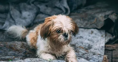 Zo vaak moet je je hond eigenlijk wassen