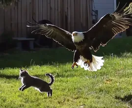 Un'aquila rapisce un gatto dal cortile: quello che scoprono i vicini vi lascerà a bocca aperta!