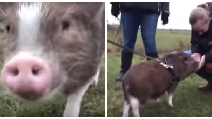 Wat schattig...! Varkentje Lilly moet op puppycursus, dit MOET je echt even zien!