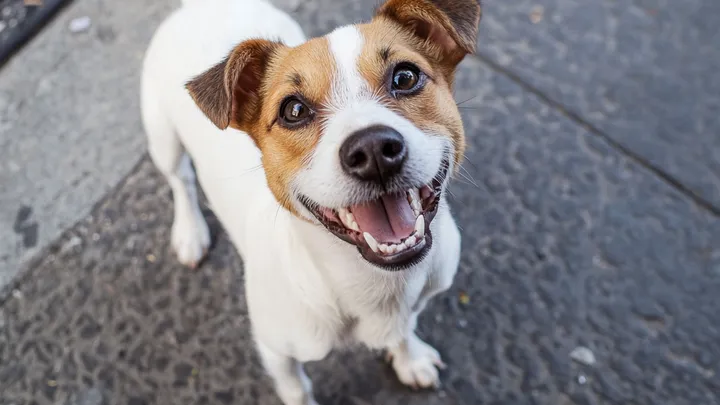 Dakloze man en zijn hond horen een schreeuw - wat er vervolgens gebeurt, verandert zijn leven voorgoed!
