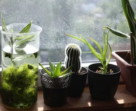 Dit is waarom je een paar planten in je slaapkamer moet zetten