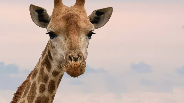 Vieron este jirafa en la naturaleza: el veterinario se sorprende cuando se da cuenta de por qué es tan grande