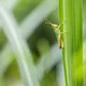 This is why you should add insects to your diet