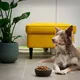 Feit of fabel: je hond heeft elke dag andere voeding nodig