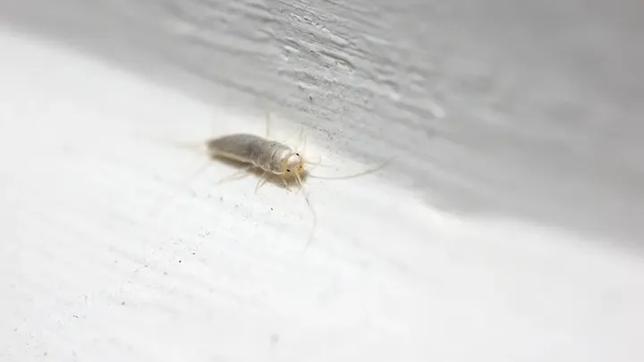 Zie je steeds kleine, grijze insecten in huis? Misschien pak je het probleem verkeerd aan