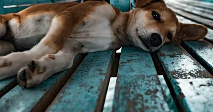Politie redt meerdere uitgedroogde honden van snikhete balkons