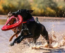 Om deze reden kun je je hond beter geen rood speeltje geven