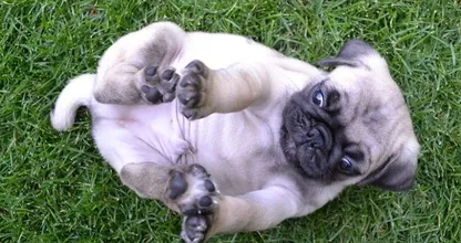 Grappige, nieuwe challenge luidt: deel de minst charmante foto van je hond