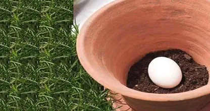 Sie vergräbt ein rohes Ei im Garten. Was Tage später passiert ist unglaublich!